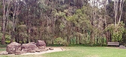 A dry sclerophyllous eucalyptus forest in Sydney