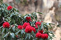 Rhododendron arboreum, подрод Hymenanthes