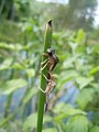 Pyrrhosoma nymphula, presvlačenje