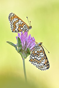 Melitaea cinxia (Glanville Fritillary)