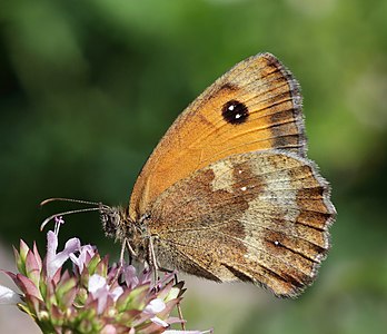 Gatekeeper (Pyronia tithonus) underside