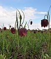 * Nomination: Fritillaria meleagris on meadow in Naditychi Reserve, Ukraine. --Rbrechko 11:52, 9 November 2024 (UTC) * * Review needed