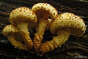 Pholiota squarrosoides