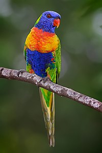 Gökkuşağı lori (Trichoglossus haematodus), papağangiller familyasından bir papağan türüdür. Türe Avustralya, Endonezya, Papua Yeni Gine, Yeni Kaledonya, Solomon Adaları ve Vanuatu'da sıkça rastlanmaktadır. Fotoğrafta, Avustralya'nın Victoria eyaletindeki bir gökkuşağı lori görülmektedir. (Üreten:en:User:Fir0002)