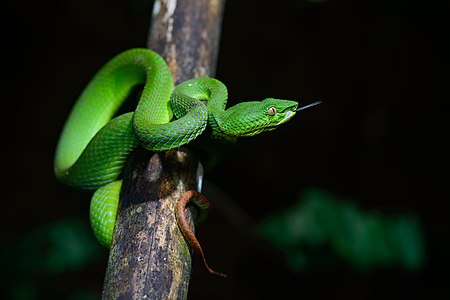 Trimeresurus fucatus (Banded pit viper)