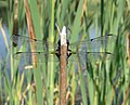 Four-spotted Chaser (Libellula quadrimaculata) Vierfleck