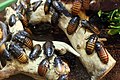 Numerous cockroaches on logs