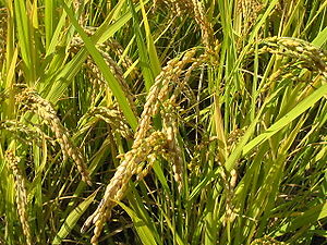 벼 (Oryza sativa)