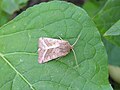 Hydraecia micacea (Esper, 1789)