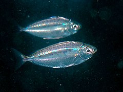 Equulites rivulatus