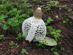 Phallus indusiatus fungus found in Sahyadri range