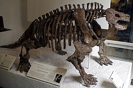 Скелет Scutosaurus karpinskii в Американском музее естественной истории