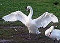 Ein Höckerschwan (Cygnus olor) spreizt die Flügel.