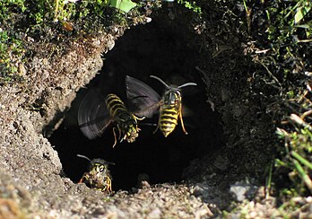 Guêpes communes européennes (Vespula vulgaris) à l'entrée d’un nid souterrain. (définition réelle 1 956 × 1 372*)