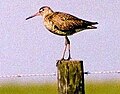 Hudsonian godwit