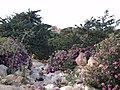 Wild plants, west of Susa, Libya