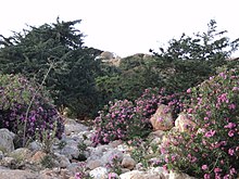 Oleander growing wild in a wadi, Libya