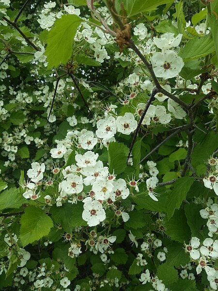 File:Crataegus Submollis Flowers and Thorns.jpg