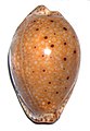 Cypraea ocellata