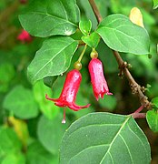 Fuchsia cylindracea