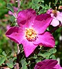 Rosa willmottiae at the University of California Botanical Garden, Berkeley, California