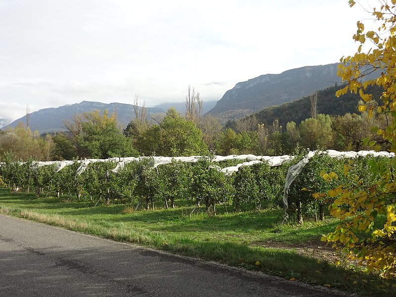 File:Saint-Vincent-sur-Jabron, arboriculture.jpg