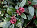 * Nomination: The red buttons of Skimmia japonica 'Rubella' adorn the entire winter bush.--Famberhorst 17:45, 24 February 2013 (UTC) * * Review needed