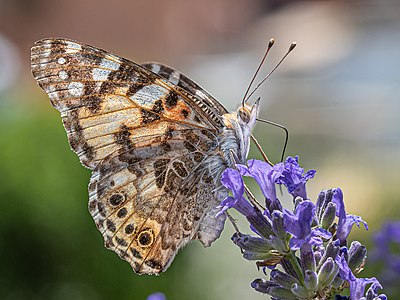 Vanessa cardui on Lavandula angustifolia-2459