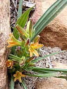 W. multiflora