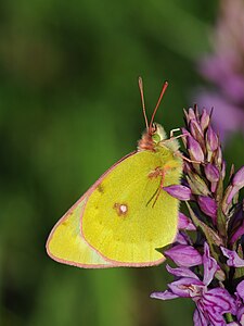 Colias palaeno (Moorland Clouded Yellow)