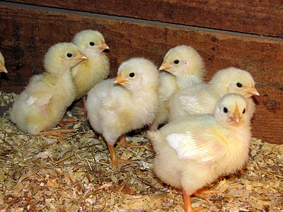 Des poussins de chair dans une poussinière.