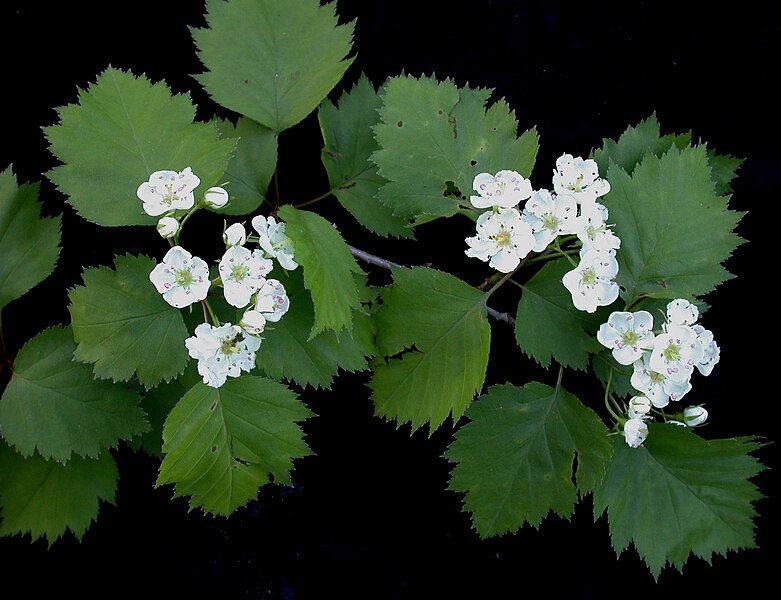 File:Crataegus sp. 15-p.bot-crataegus.sp-02.jpg