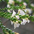 Eremophila brevifolia