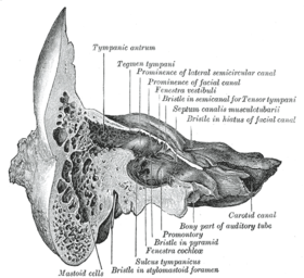 مقطع إكليلي (بالإنجليزية: Coronal section)‏ لعم صدغي أيسر.