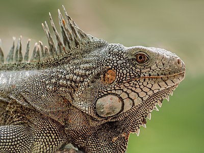 Iguana iguana (Green Iguana)