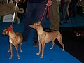 Podenco andaluz