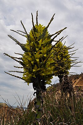 Puya chilensis Molina — типовой вид рода.