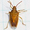 Adult rice stink bug