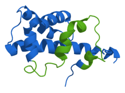 Calcitonin-related Polypeptid