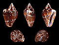 * Nomination Five views of an Adanson’s Dove Shell, Columbella adansoni --Llez 07:32, 21 March 2013 (UTC) * Promotion Good quality. --Selbymay 08:02, 21 March 2013 (UTC)