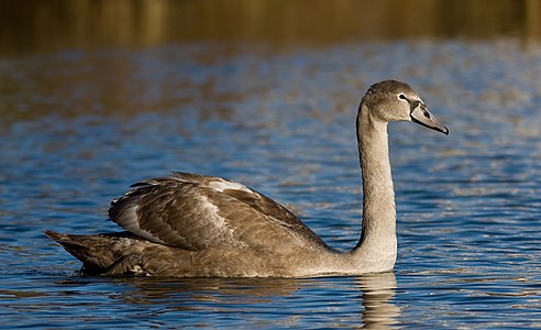 Sessiz Kuğu (Cygnus olor) (Üreten:Thermos)