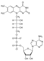 Deutsch: Struktur von Flavinadenindinukleotid (FAD), oxidiert English: Structure of flavin adenin dunukleotide (FAD), oxidized