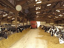 Photo couleur d'un couloir de bâtiment d'élevage. De part et d'autre, des vaches pie noir mangent de l'ensilage que vient de distribuer le tracteur en arrière plan.