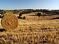 Campi di grano