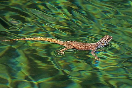 Ground agama (Agama aculeata) in water