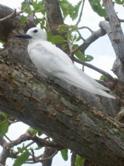 Gygis alba alba