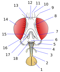 Kop van tweevleugeligen (Muscomorpha).1: labellum; 2: labium, 3: maxillaire palp, 4: labrum; 5: subgenaal gebied; 6: clypeus; 7: fronto-orbitaal gebied; 8: fronto-orbitale borstels; 9: buitenste verticale borstels; 10: binnenste verticale bortsels; 11: postocellaire borstels (postverticale bortsels in oude literatuur); 12: ocelli; 13: ocellaire borstels; 14: samengesteld oog; 15: Frontale groef of ptilinal suture; 16: antenne; 17: arista; 18: vibrissa.