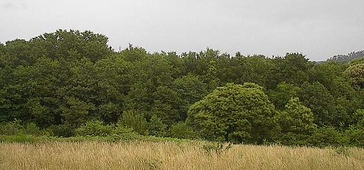 á beira forest near Negreira.