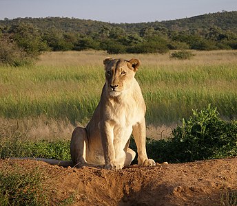 شیر ماده