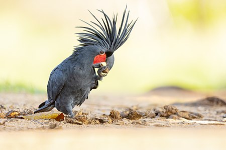 Palm Cockatoo 0A2A7769